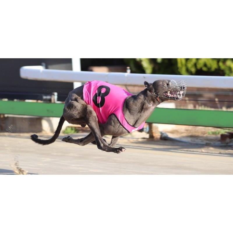 Springvale Arge